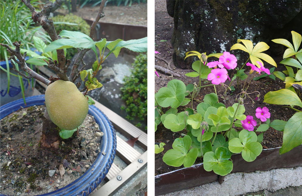 木瓜の実とかたばみの花